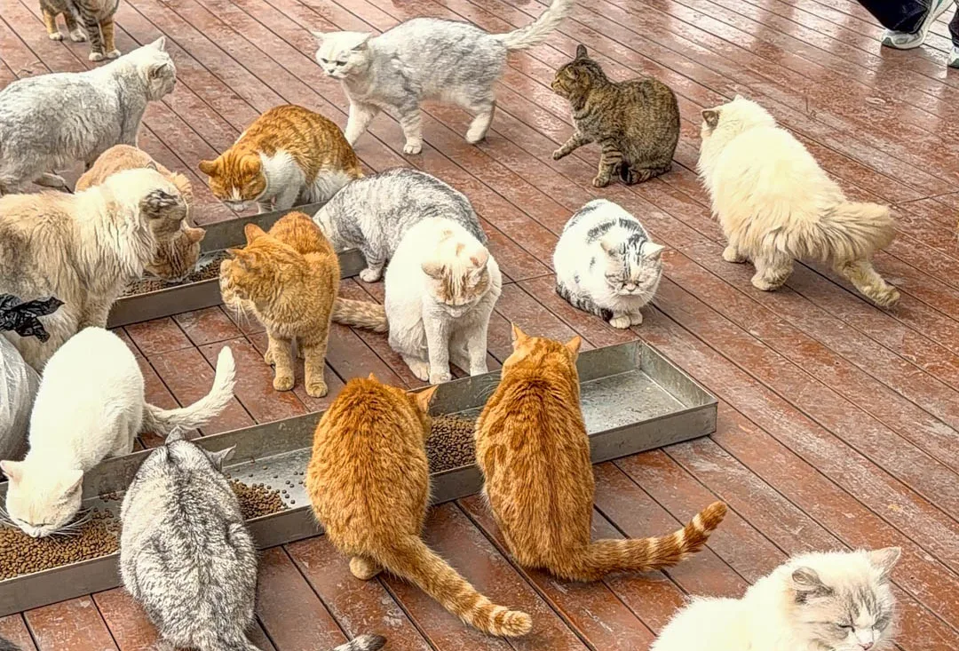 Visitors surrounded by cats at an outdoor cat park in Chongqing