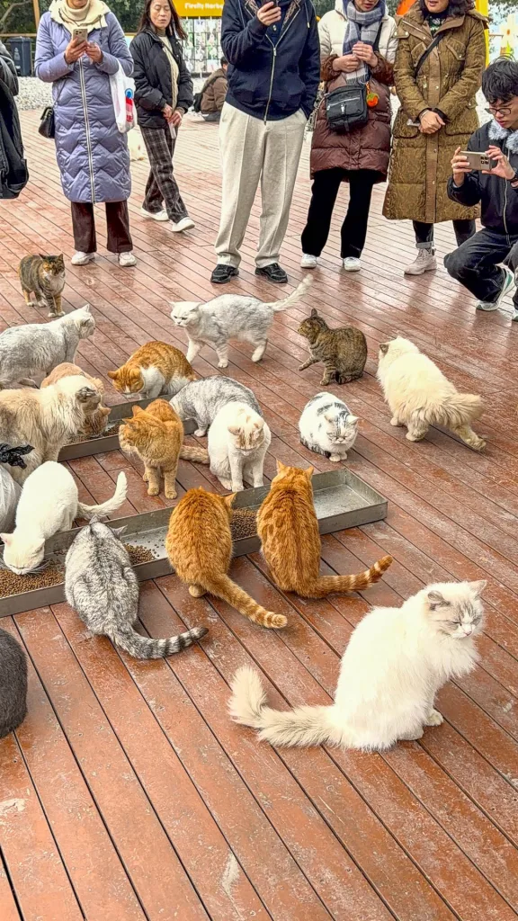 Visitors surrounded by cats at an outdoor cat park in Chongqing