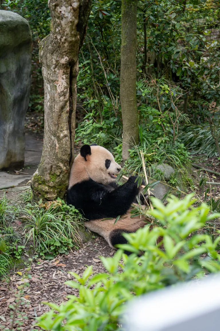See pandas climbing, eating and resting at their own pace.