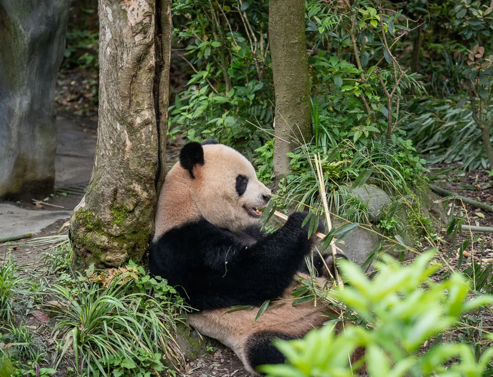 A giant panda eating bamboo in Panda Valley
