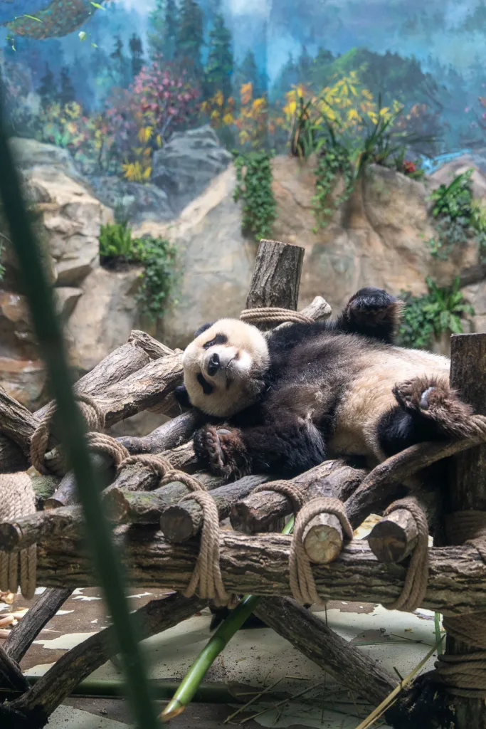 Young giant pandas resting together at Panda Valley