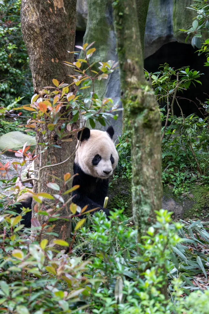 A giant panda moving through its forest habitat