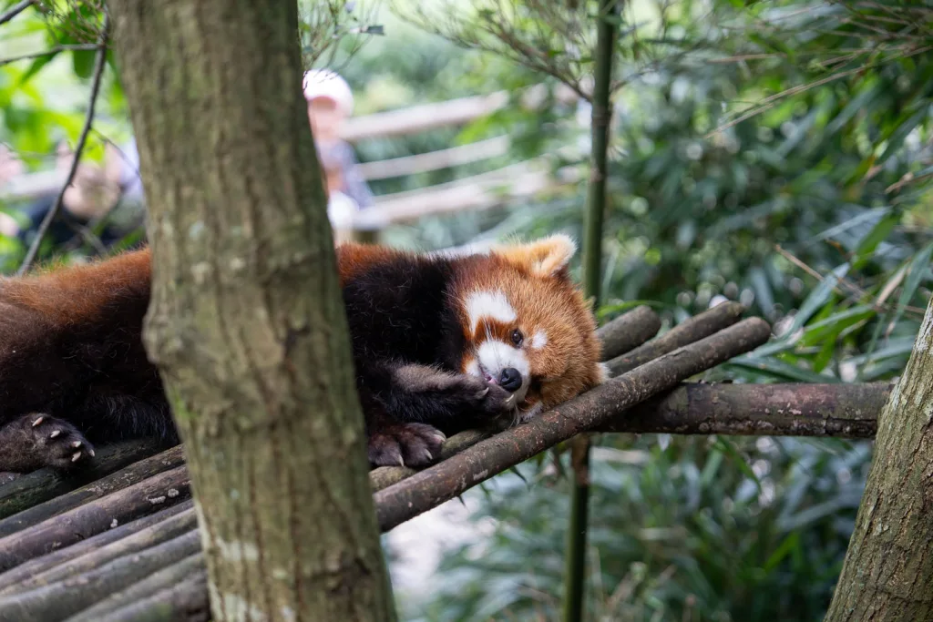 A red panda resting on a tree branch