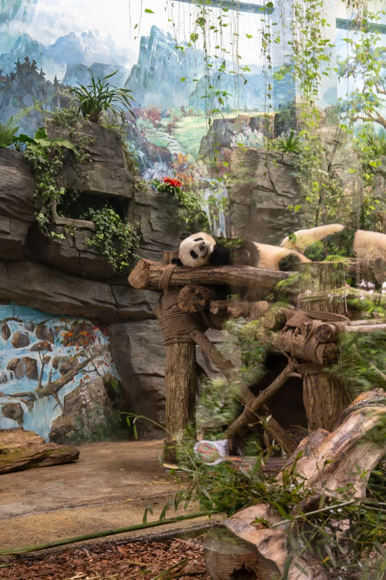 Observe giant pandas in Panda Valley’s peaceful forest setting.