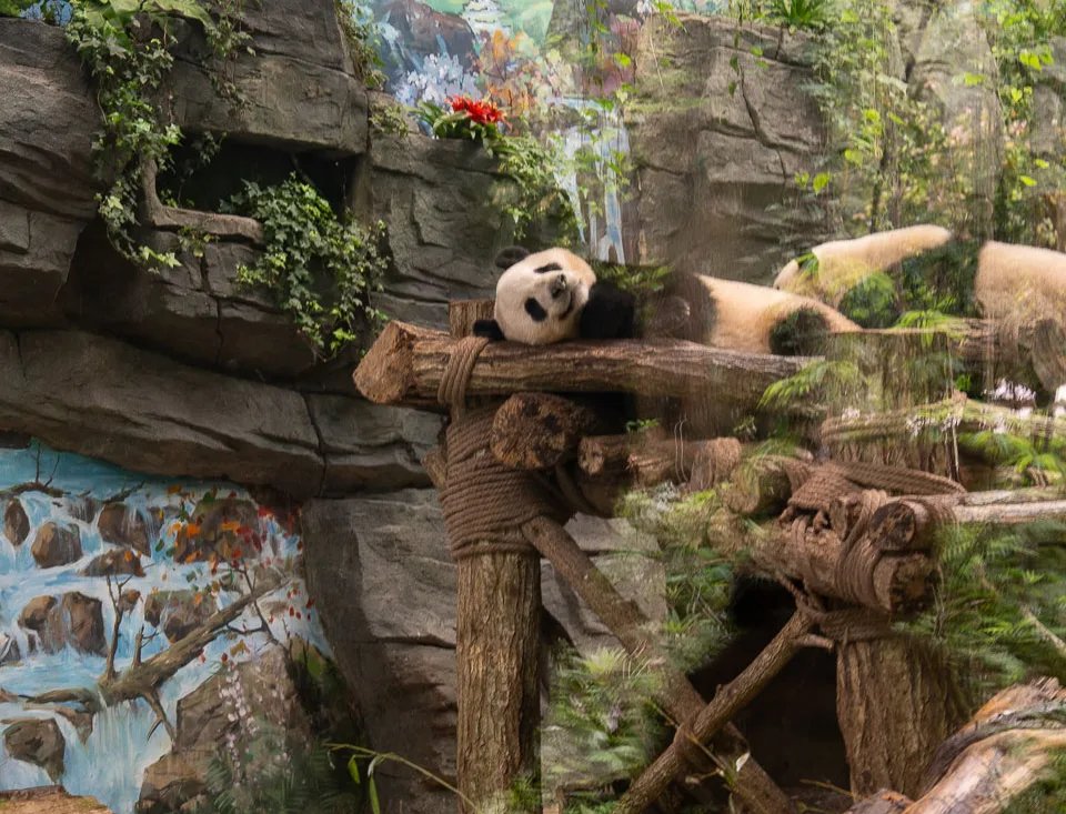 A giant panda resting in the trees at Panda Valley